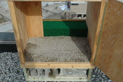 UW-Green Bay, peregrine falcons, nesting box