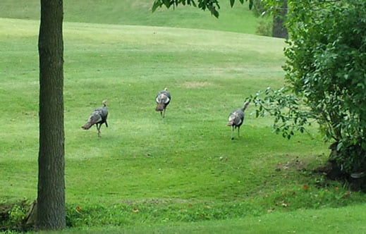 Turkeys on Shorewood Golf Cour