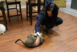 Tabby cat getting a belly rub at Safe Haven Pet Santuary