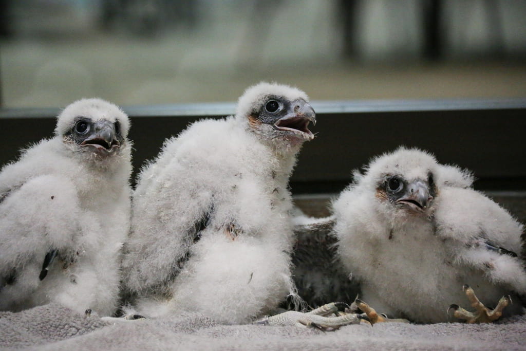2018 peregrine falcon hatchlings, Annie, Gary, and Tom