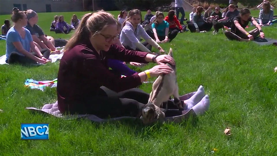 Goat Yoga story by NBC26