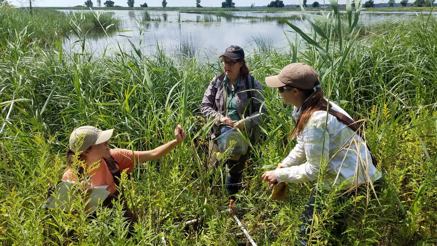 Phragmites research data collection