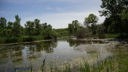 UW-Green Bay Arboretum Pond Zoom Background