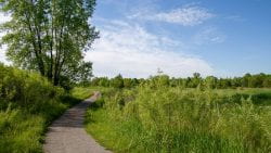 UW-Green Bay Arboretum Trail Zoom Background