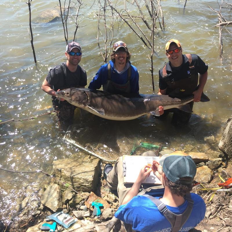 Patrick Forsythe's students holding a sturgeon and documenting it's information