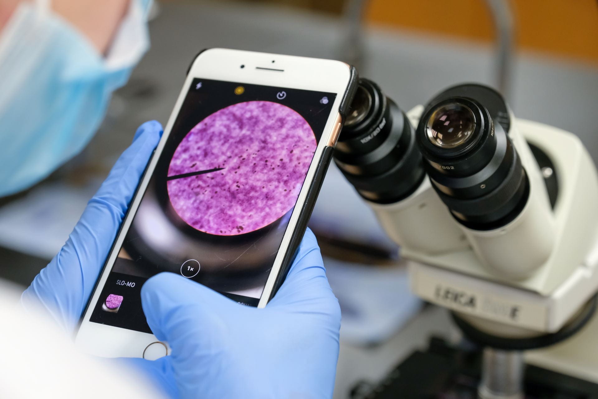 A close up photo of a student using their smartphone to take a photo of the bacteria scene in their microscope in Advanced Microbiology class, as they exam soil to distinguish and classify bacterial species in the Biology Lab inside Lab Sciences Building at the UW-Green Bay campus on October 21, 2020.