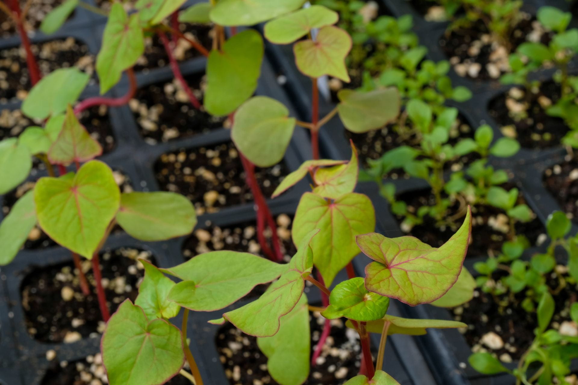 Takane Ruby Buckwheat growing inside the Lab Sciences Greenhouse at UW-Green Bay.