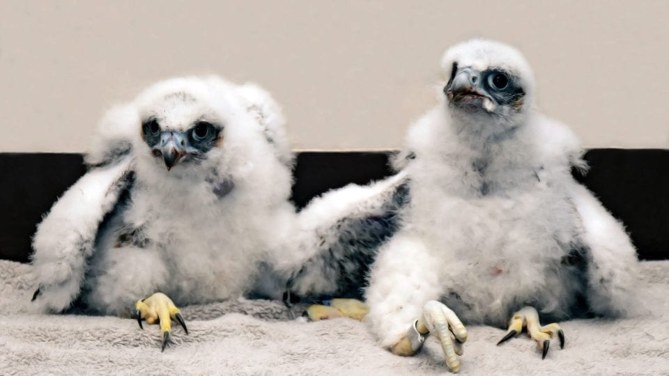 young peregrine falcons