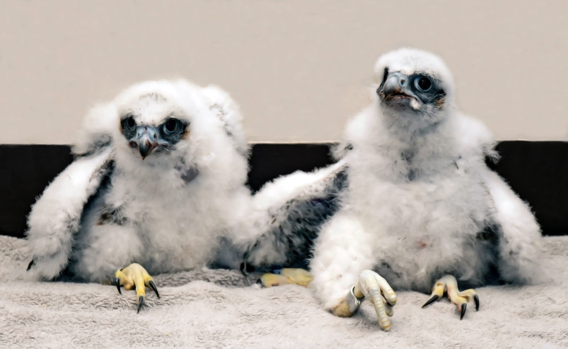 young peregrine falcons