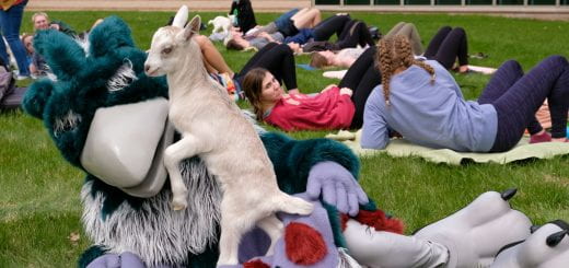 A baby goat climbs up mascot Phlash during goat yoga outside on the lawn near the library at UW-Green Bay.