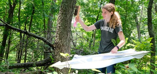 Whitney Tank, an Environmental Science student, uses a brush and a large nylon frame on a tree trunk to capture spiders for a research project in the woods at UW-Green Bay's Cofrin Memorial Aboretum.